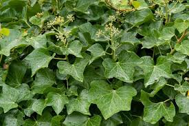 <p>English Ivy</p>