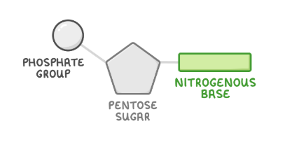 <ul><li><p>a pentose sugar (contains 5 carbon atoms) </p></li><li><p>a nitrogenous base (contains carbon and nitrogen)</p></li><li><p>a phosphate group (contains phosphate)</p></li></ul><p></p>