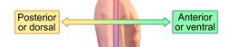 <p>front</p>