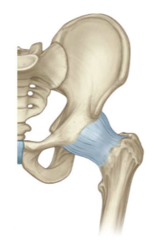 <p><strong>fibrous capsule</strong> - inside this capsule is intracapsular, outside is extracapsular</p>