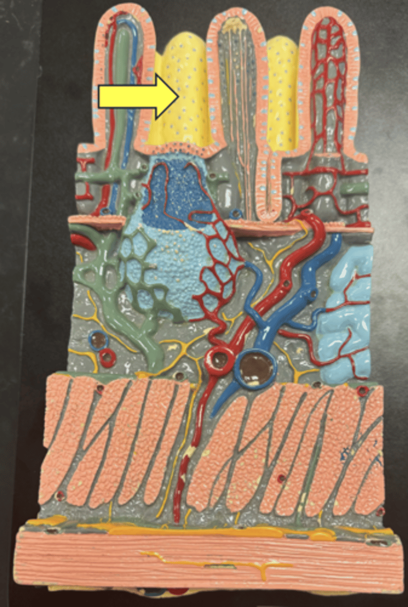 knowt flashcard image