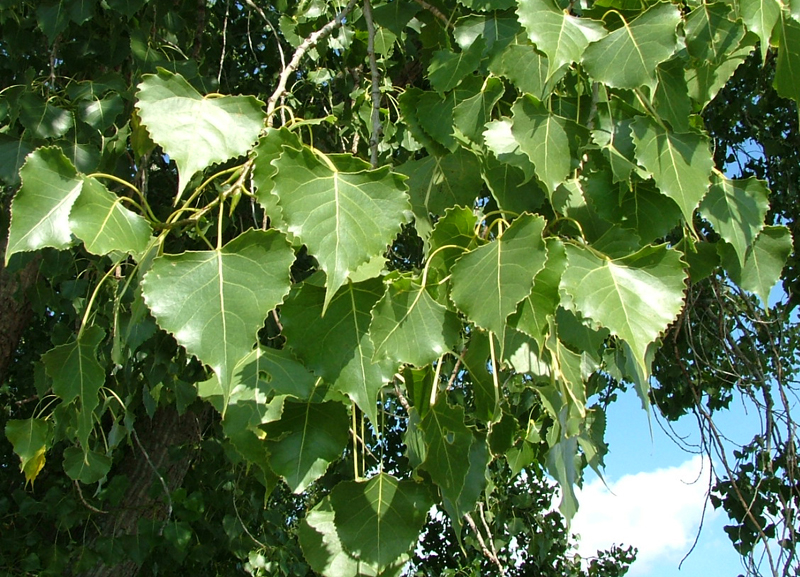 <p>plains cottonwood</p>