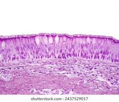 <p>What tissue is this</p>