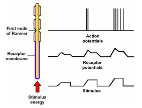 <p>Converting stimulus energy into electrical signals</p><p>Activation of receptor causes the movement of ions = change in membrane potential </p><p>Receptor = receptor potential </p><p>Sensory neurone = action potential</p>