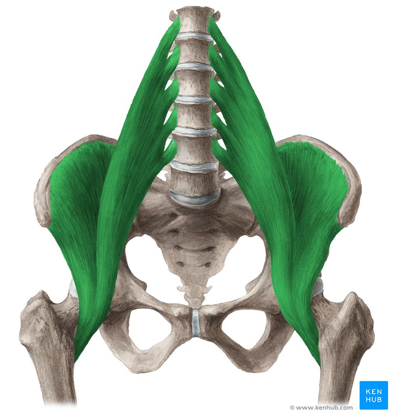 <p>Origin:</p><p>Insertion: lesser trochanter of the femur</p>