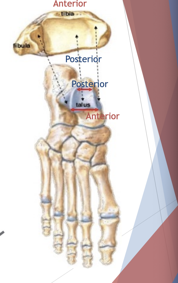 <p>Talus(tendon)</p>