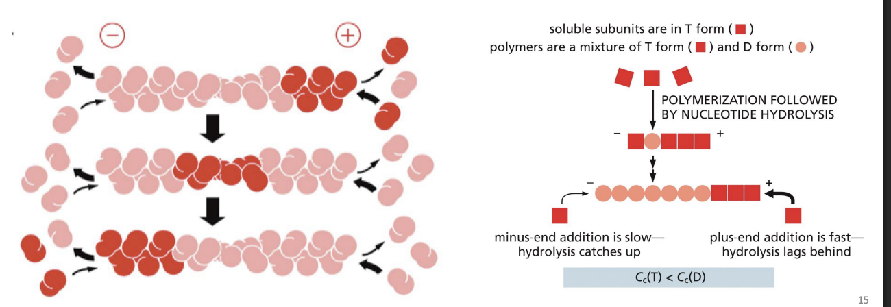 <p>Monomers being preferentially added to one end (+) and removed from the other (-) = monomers appear to move towards pointed end = “Treadmilling”</p>