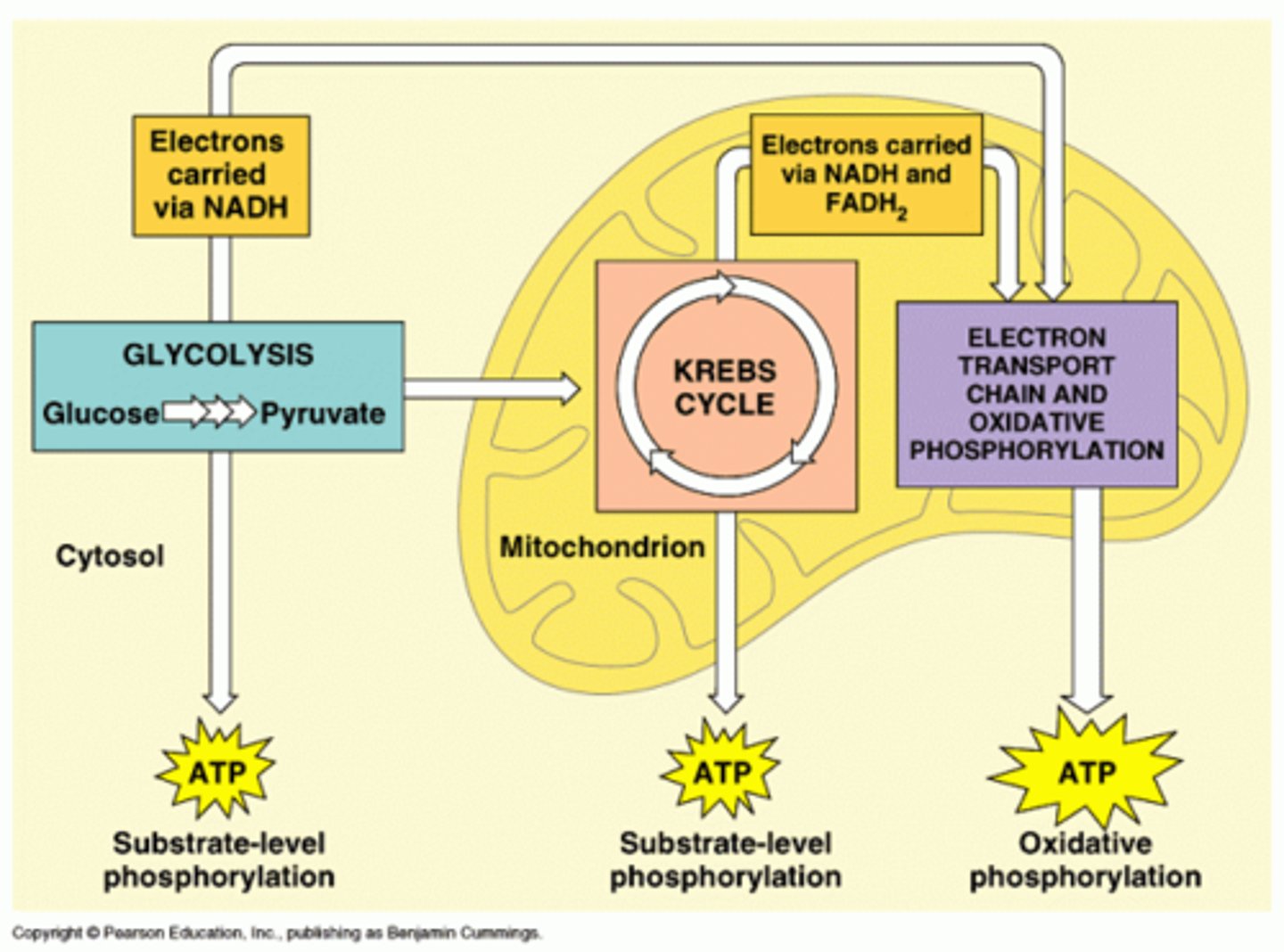 <p>(C) I and II Only</p><p>NADH is produced in the cytosol (during glycolysis) and the mitochondrial matrix (during the Kreb's cycle).</p><p>Struggling to memorize the metabolic pathways (such as glycolysis and beta-oxidation)? Learn them like the back of your hand using Andrew's Metabolic Pathways Mastery Course @ https://mcatselfprep.com/course/andrews-metabolic-pathways-mastery-course/</p>