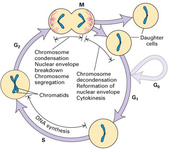 <p>Cell Cycle</p>