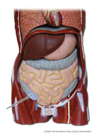 <p><span>Identify the highlighted part of the large intestine.</span></p>