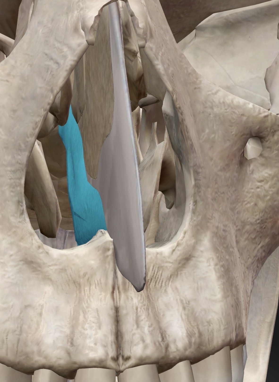 <p>Name this bone</p>