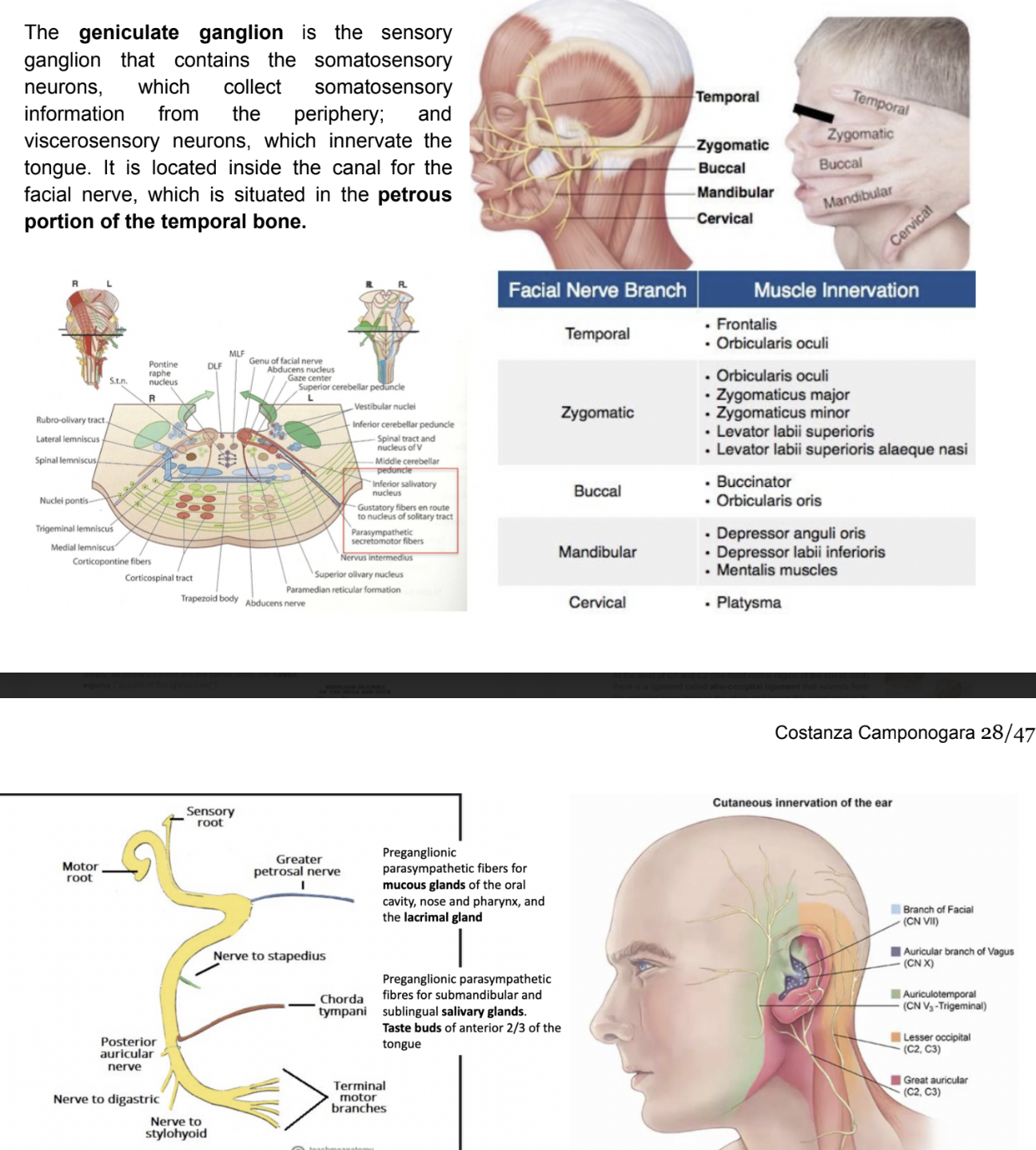 <ul><li><p>7th cranial nerve — originates from the pons (metencephalon) — in particular its motor nucleus can be found in the pons</p></li><li><p>Exits from the brainstem at level of <u>supra-olivary groove</u> — in the bulbopontine groove</p></li><li><p>Made by a larger bundle of fibers, forming the <u>facial nerve proper</u>, and a smaller bundle of fibers, forming an <u>intermediate component</u> of the facial nerve</p></li><li><p>Has many different afferent &amp; efferent components —</p><ul><li><p>Special visceral efferent (SVE) (branchiomeric) — innervates muscles of facial expression</p><ul><li><p>Linked to a motor nucleus in the tegmentum of pons</p></li></ul></li><li><p>General visceral efferent (GVE) — specifically a parasympathetic preganglionic component — comtrongs sublingual, submandibular, lacrimal, nose, palate, &amp; pharynx glands</p><ul><li><p>Preganglionic parasympathetic neurons located in <u>superior salivatory nucleus</u> — sends fibers out of branstem to reach submandibular, sublingual, and sphenopalatine ganglia</p></li></ul></li><li><p>Special visceral afferent (SVA) — formed by fibers directed to collect information from the tongue, generating taste — information is relayed to most rostral pat of <u>nucleus of solitary tract</u> — located in medulla oblongata</p></li><li><p>General somatic afferent component (GSA) (quite small) — small cutaneous territory referring to general sensation from skin of the ear, with this information relayed to the <u>bulbospinal trigeminal nucleus</u></p></li></ul></li><li><p>Geniculate ganglion — sensory ganglion containing fibers for the tongue (SVA)</p></li></ul>