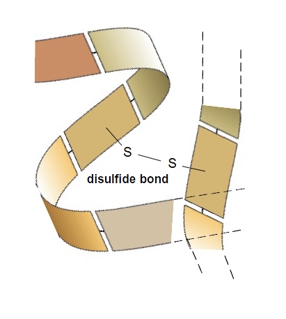 <ul><li><p>bond between 2 sulfur atoms</p></li><li><p>aa has S atom on its R group</p></li></ul><p></p>
