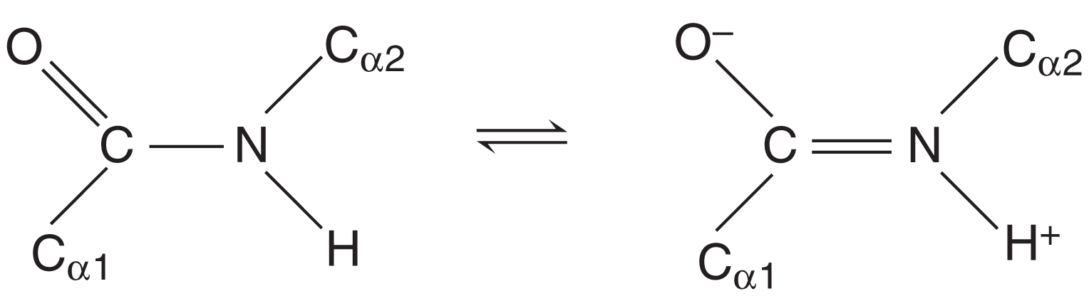 <p>Es un <strong>híbrido de resonancia</strong> con carácter parcial de doble enlace, por lo que <strong>no rota</strong> y mantiene los carbonos α en <strong>configuración trans</strong>.</p><p></p>