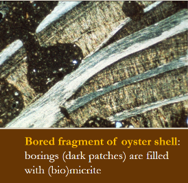 <p>More than one source of formation. Micrite can be formed through the breakdown of green algae (halemeda, penicillus), whitings, and micritic envelopes (endolithic boring algae)</p>