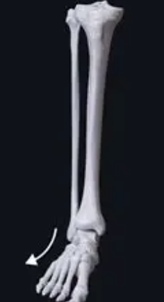 <p>involves the movement of the ankle, in which the sole of the foot moves away from the midline of the body</p>