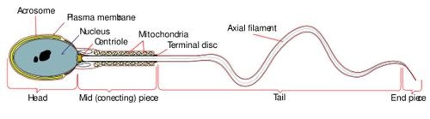 <p>Portion of the sperm that contains the nucleus.</p>