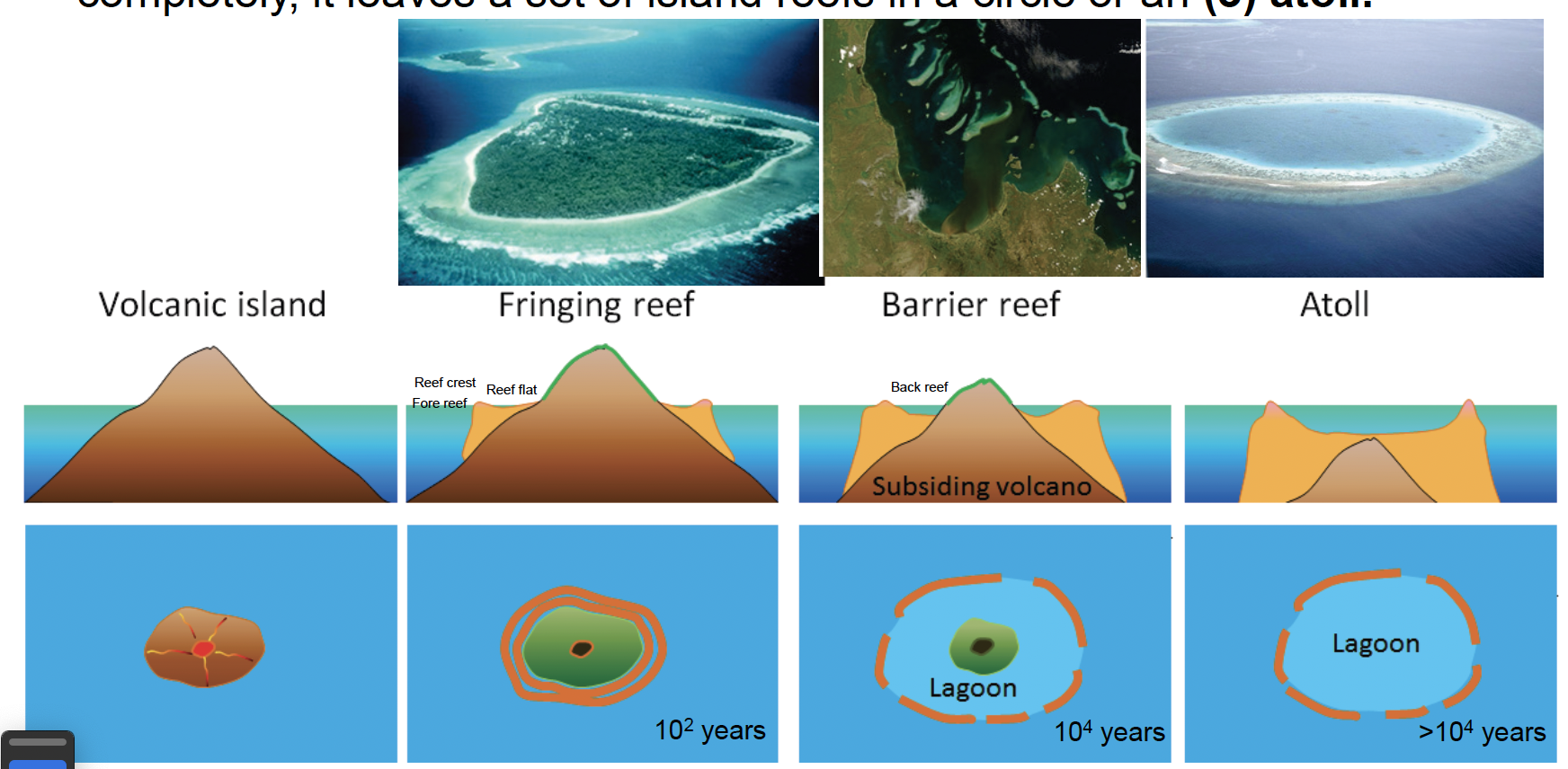 <p><span style="line-height: 20.925px;"><span>Coral reefs form at shallow depths around landforms including continents and volcanic islands. They begin as fringing reefs close to shore. As the land subsides, a deep lagoon forms next to the land leading to barrier reefs. When the volcano at the center of the barrier reef erodes completely, it leaves a set of island reefs in a circle or an (3) atoll.&nbsp;may take a couple of hundreds of years to occur</span></span></p><p><span style="line-height: 20.925px;"><span>volcanic island comes up, cools, coral larva can colonize, the shallow water surrounding the island has a fringe of corals (fringing reef). during glaciation events, the sea level fell and the land would be able to be eroded by rain, forming a deep lagoon leading to the coral dying and when the coral recolonize a barrier reef is formed. then there is an area in the lagoon that is completely protected from waves (the back reef). a ring forms and creates an atoll</span></span></p>
