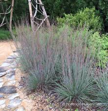 <p>Little bluestem</p>