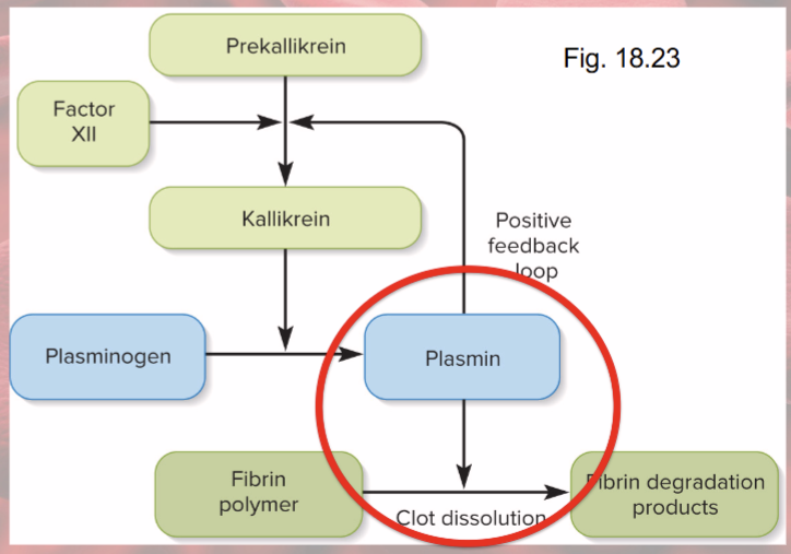 <p>dissolution of clot</p><ul><li><p>factor XII speeds up formation of kallikrein enzyme</p></li><li><p>kallikrein converts plasminogen into plasmin = fibrin-dissolving enzyme</p></li></ul><p></p>