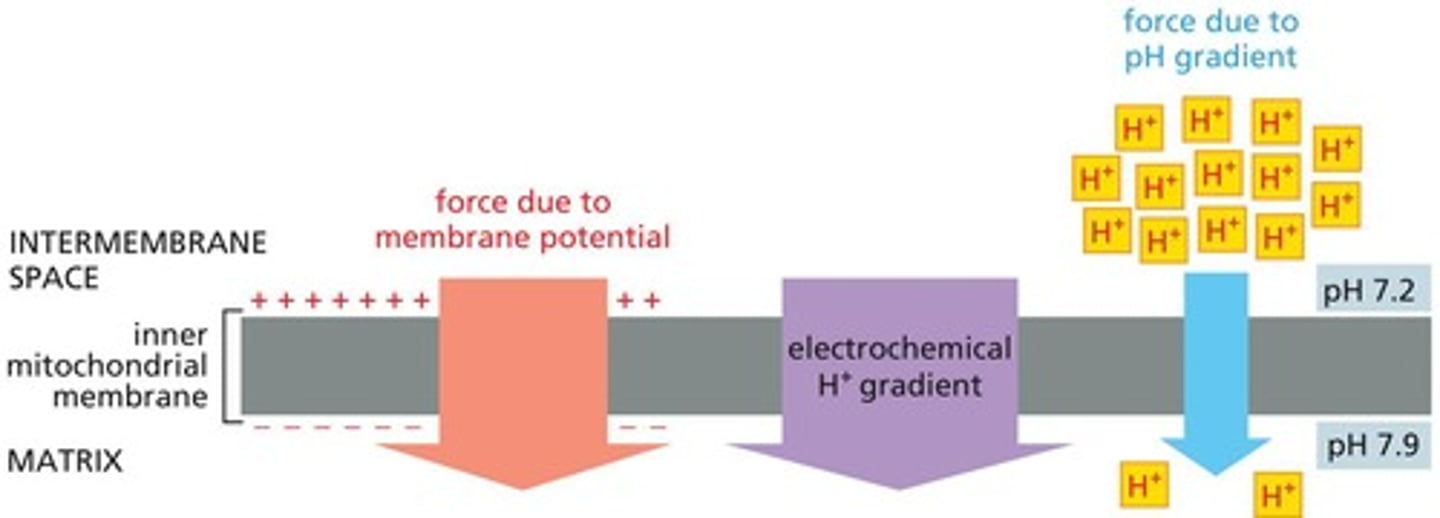 <p>An electrochemical hydrogen gradient.</p>