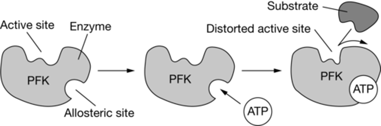 <p>B. Negative feedback regulation does not occur, so the enzyme will be active when glycolysis is not needed.</p>