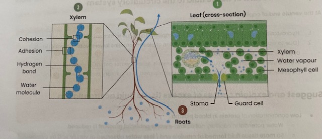 <p><strong>1- LEAF:</strong></p><ol><li><p>Water lost from leaf by <strong>transpiration</strong>- water <strong>evaporates</strong> from mesophyll cells into air spaces and <strong>water vapour diffuses </strong>through (open) <strong>stomata</strong></p></li><li><p><strong>Reducing water potential</strong> of mesophyll cells </p></li><li><p>So water drawn <strong>out</strong> of xylem down a <strong>water potential gradient </strong></p></li></ol><p><strong>2- XYLEM:</strong></p><ol start="4"><li><p>Creating <strong>tension</strong> (negative pressure/ pull) in <strong>xylem</strong></p></li><li><p><strong>Hydrogen bonds</strong> result in <strong>cohesion</strong> between water molecules (stick together) so water is pulled up as a <strong>continuous column</strong></p></li><li><p>Water also <strong>adheres</strong> (sticks to) walls of xylem</p></li></ol><p><strong>3- ROOT:</strong></p><ol start="7"><li><p>Water enters roots via <strong>osmosis</strong></p></li></ol><p></p>
