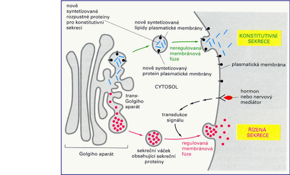 <p>funguje jen v buňkách zaměřených na sekreci (např. hormonů, trávicích enzymů, atd.)</p><ul><li><p>Transportní váčky se zvětšují v sekreční váčky</p></li><li><p>Sekreční váčky se shromažďují v blízkosti plazmatické membrány</p></li><li><p>Přenášená molekula se uvolní jen po přijetí signálu</p></li><li><p>Signál je zachycen receptorem</p></li><li><p>Přijetí signálu vyvolá exocytózu</p></li></ul><p></p>