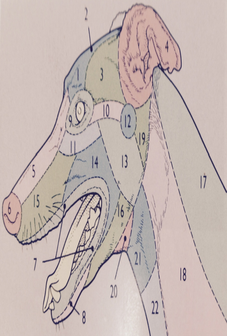 <p>Image: Head, left lateral view </p><p>Number 4?</p>