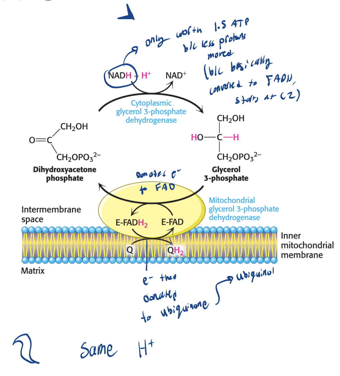 <p>Cytoplasmic NADH used to reduce DAP —Glycerol 3-phosphate Dehydrogenase→ Glycerol 3-Phosphate</p><p></p><p>Glycerol 3-phosphate crosses outer membrane of Mitochondria → Gets oxidized by mitochondrial Enzyme as FAD reduced to FADH2 →&nbsp;Electrons passed to QH2 and enters complex 3 (bypassing complex 1)</p>