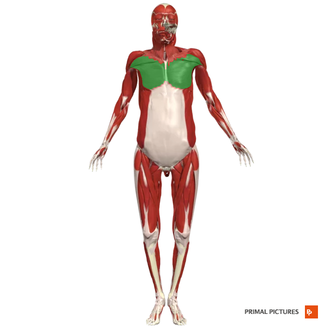 <p>Medialy rotates arm at the shoulder</p><p>Insertion: at the lateral lip of the intertubercular sulcus of the humerus</p>