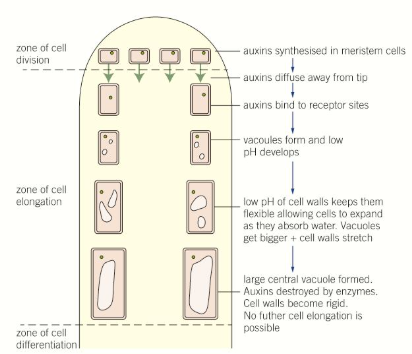 <ul><li><p>Auxins are produced in the tips of <strong>apical</strong> (main) shoots and bind to <strong>receptors</strong> in the <strong>cell membranes </strong>of meristematic cells, which <strong>drops the pH to around 5</strong></p></li><li><p>This is the <strong>optimum pH</strong> for enzymes which <strong>maintain the flexibility and plasticity of cell walls</strong>, so the cells can <strong>elongate </strong>more easily</p></li><li><p>As the cells <strong>mature</strong>, enzymes destroy auxin, and the pH rises again, so that the cell walls become more rigid and fixed </p></li></ul><p></p><p>In <strong>phototropism</strong>, the auxins move to the <strong>shaded</strong> side of shoots, causing this process of <strong>cell elongation </strong>so the shoot <strong>bends towards the light</strong></p>