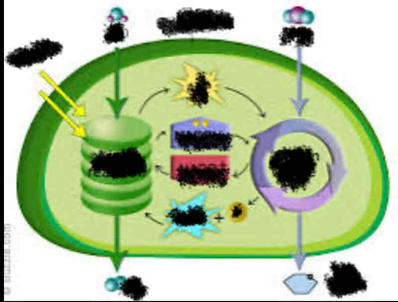 <p>what goes into the calvin cycle and what is released</p>