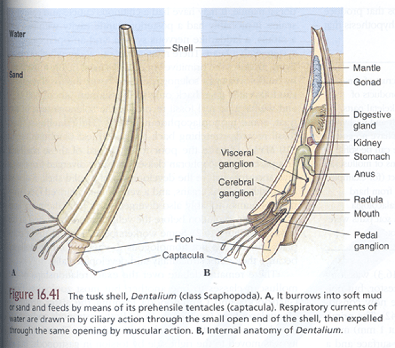 <p>marina, ihålig konisk skal, öppen i båda ändarna. Lever nedgrävna i sedimentet med huvudet, foten och tentakler neråt. Äter djur från sedimentet. Har en radula som sitter längre in i kroppen.</p>