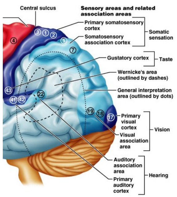 <ul><li><p class=""><strong>Occipital lobe</strong> – processes vision</p><ul><li><p class="">Damage → hallucinations, blindness, visual issues</p></li></ul></li><li><p class=""><strong>Temporal lobe</strong> – processes hearing &amp; language</p><ul><li><p class="">Damage → impaired language understanding, memory loss</p></li></ul></li></ul><p></p>
