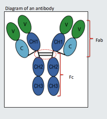 <p>The part of the antibody indicated with the <strong>dotted oval</strong> is the <strong>hinge</strong>. Some antibodies have <strong><em>longer hinge regions that enable them to bend</em></strong>-<em> the longer the hinge the more bendy the antibody will be&nbsp;</em></p><p>The part of the antibody <strong>above </strong>the hinge is sometimes referred to as the<strong> F<sub>ab</sub></strong>. The part of the antibody <strong>comprising the hinge</strong> <em>and </em><strong>below </strong>is sometimes referred to as the F<strong>c</strong>.</p><p></p>