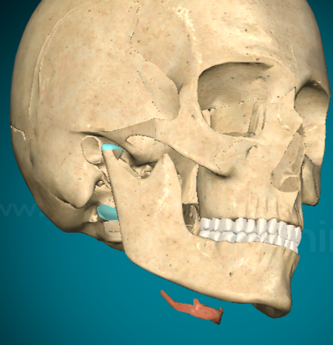 <p>Hyoid bone</p>