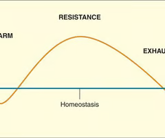 <p>Selye's concept of the body's adaptive response to stress in three phases—alarm, resistance, exhaustion.</p><p><span><span>Alarm stage: physiological/psychological reactions that mobilise us to either confront or escape a threatening situation.</span></span></p><p>Resistance stage: adaptation to the stressor; trying to find ways to cope.</p><p>Exhaustion stage: resources and coping abilities are strained; stress can damage organs and engender depression and PTSD.</p><p></p>