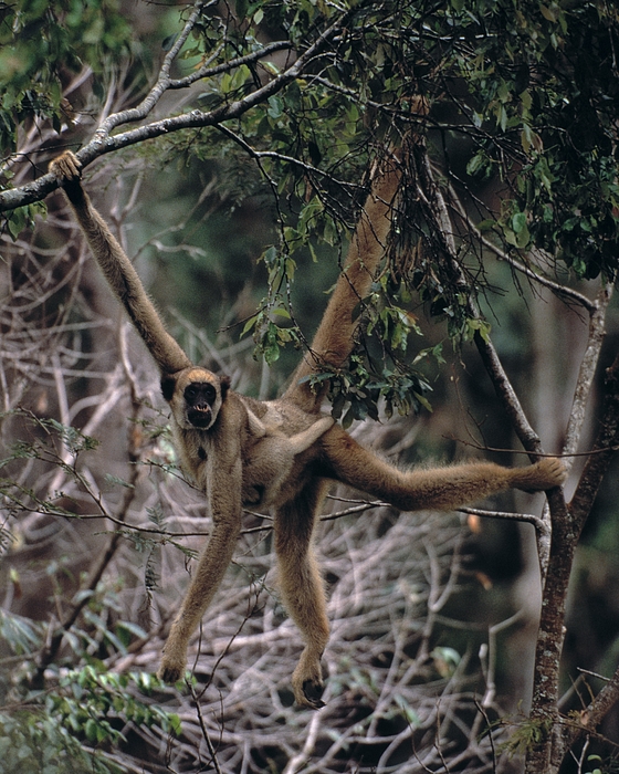 <p>Woolly spider monkey (“Muriqui”)</p>