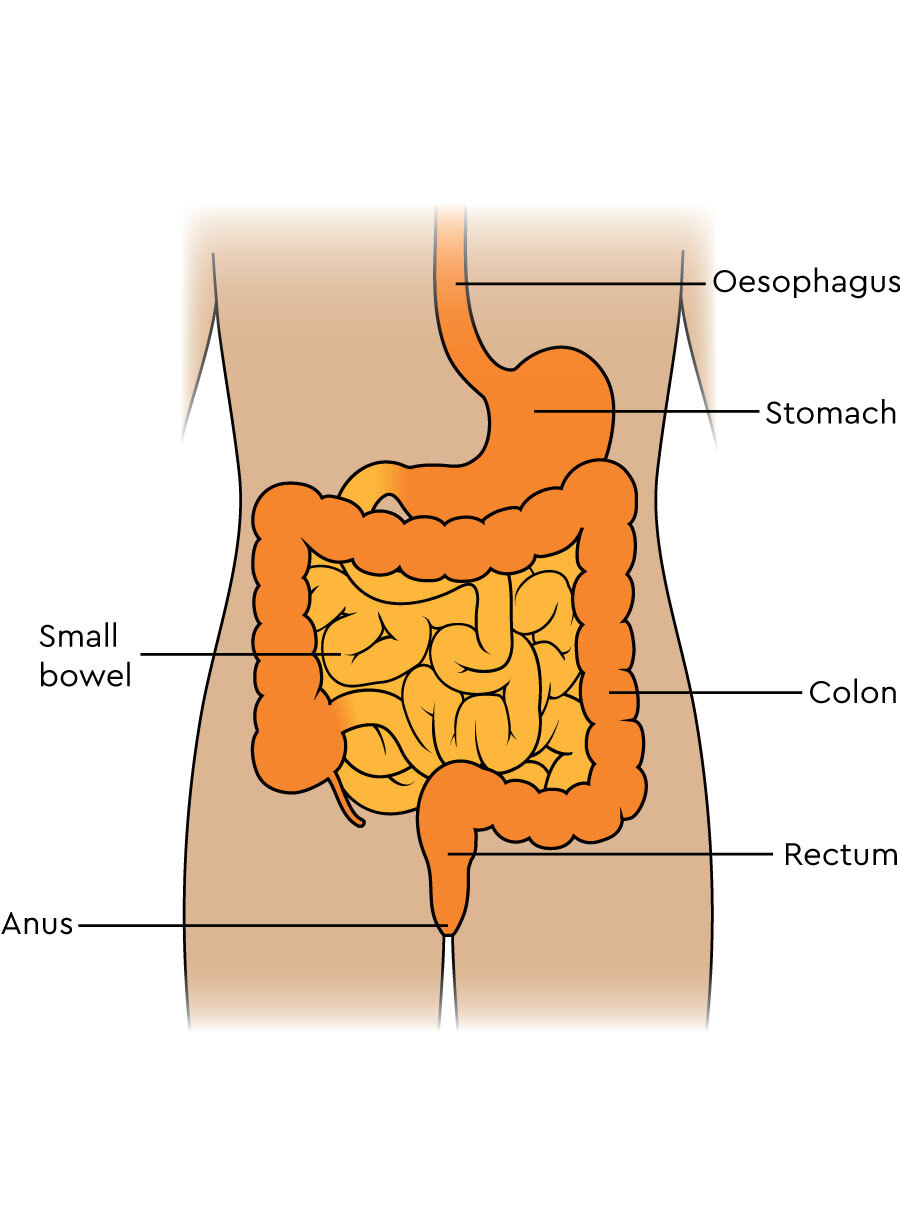 <p>Responsible for eliminating waste products</p><p>Holds feces</p><p>Has a mucus membrane</p><p>Prevents bacteria and pathogens from entering the body</p>