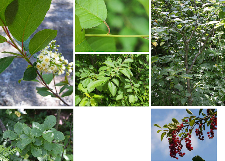 <p>Choke Cherry</p>