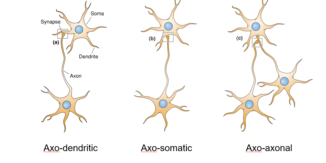 <p>Axo-dendritic = most common </p>