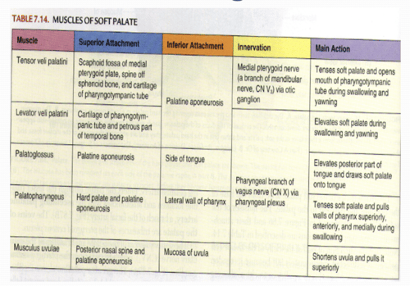 <p>Tensor veli palatini, levator veli palatini, palatoglossus, palatopharyngeus uvular</p>
