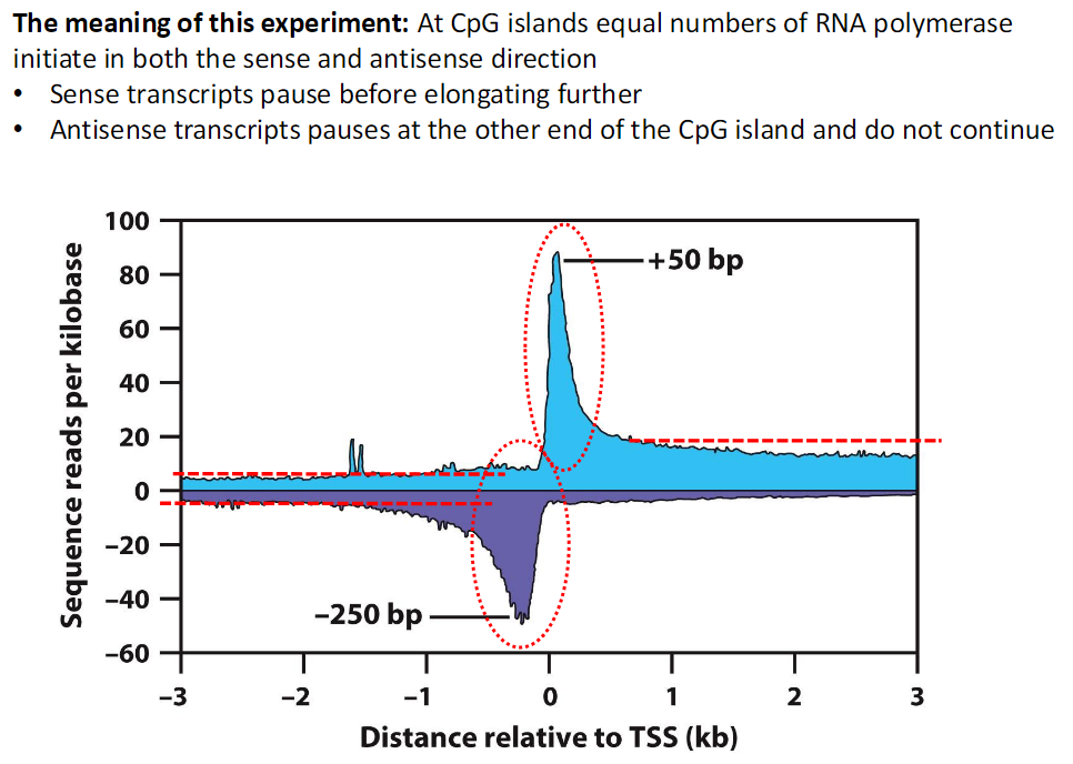 <p><strong>CpG Island Transcription</strong><br> At CpG islands equal numbers of RNA polymerase initiate in both sense and antisense directions</p><p><strong>Sense Direction</strong><br> Sense transcripts pause before elongating further</p><p><strong>Antisense Direction</strong><br> Antisense transcripts pause at the opposite end of the CpG island<br> They do not continue transcription</p>