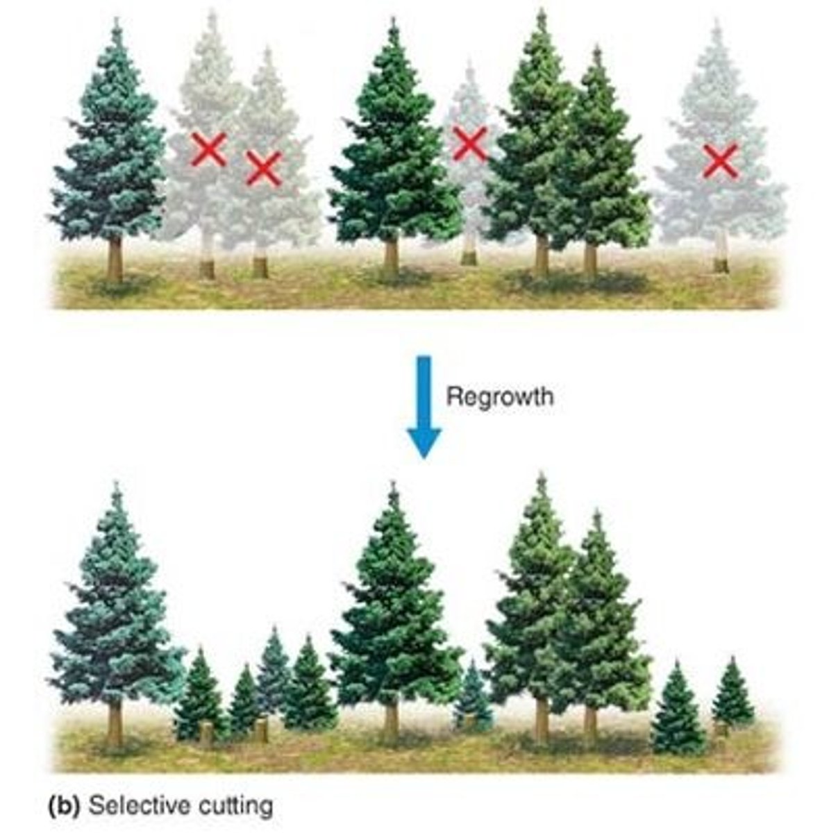 <p>mature trees are cut into indv/small groups, creating small gaps</p>