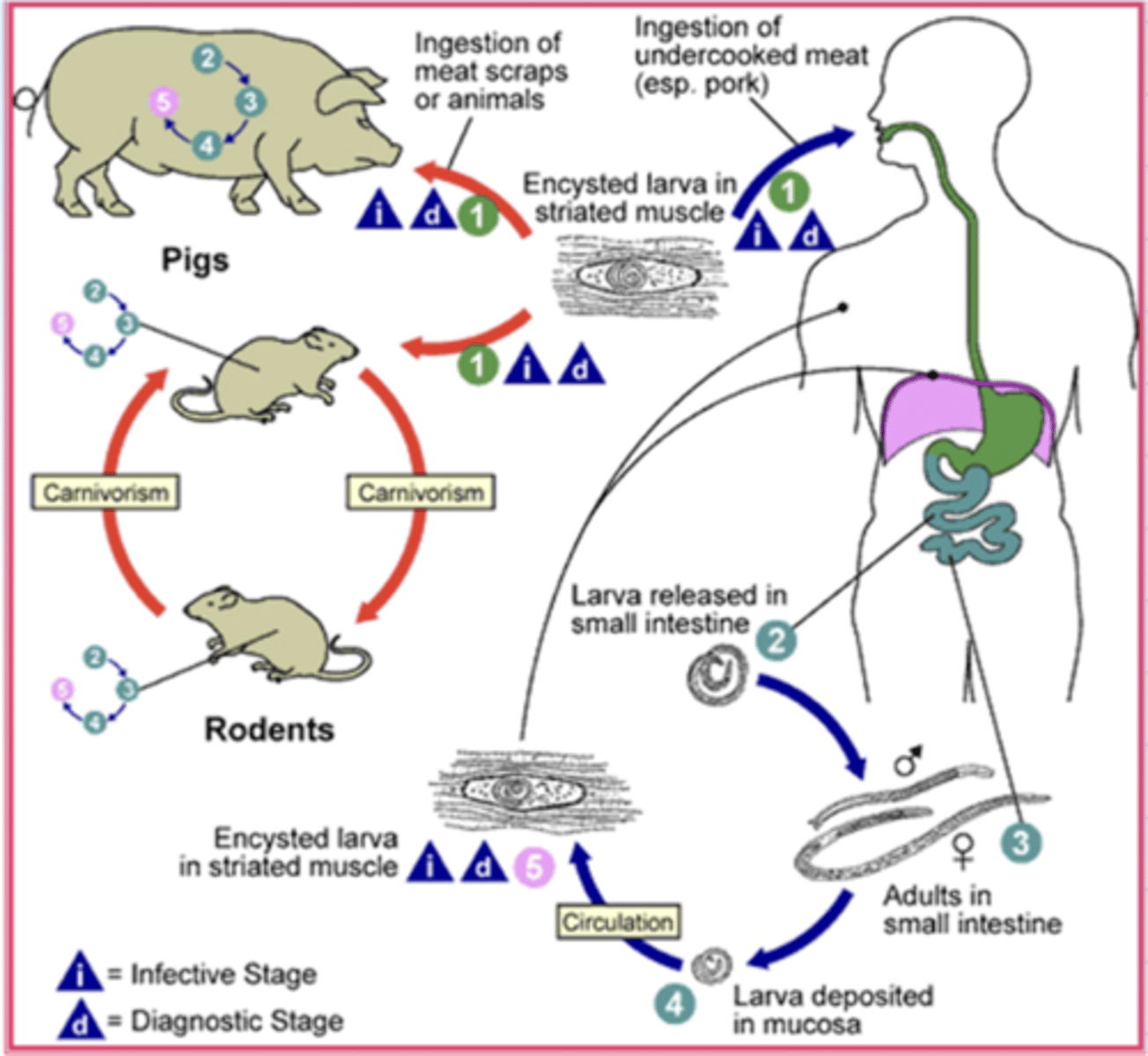<p>this describes the life cycle of which nematodes?</p>