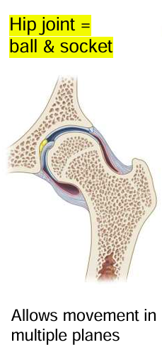 <p>Ball & socket</p><p>Allows movement in multiple planes</p>