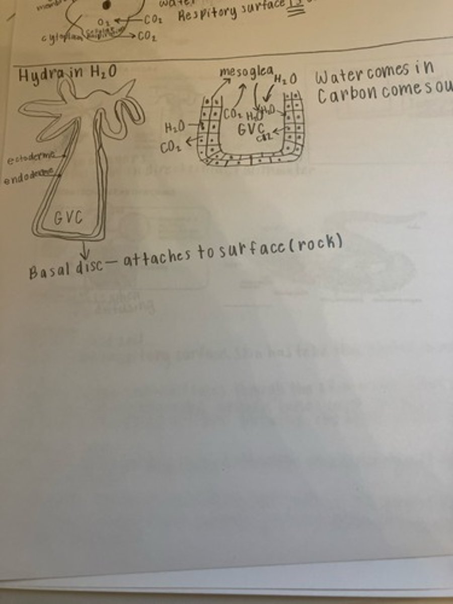 <p>The hydra relies on direct diffusion for gas exchange so there is no need for a direct organ to help with it. It must be in direct contact with water. It has two layers: the endoderme which is the innermost layer, and the ectoderme which is outside that. The basal disc is outside both of those and attaches to the surface (rock). The mesoglea is a thin gelatinous layer between the endoderme and the ectoderme for structural support.</p>