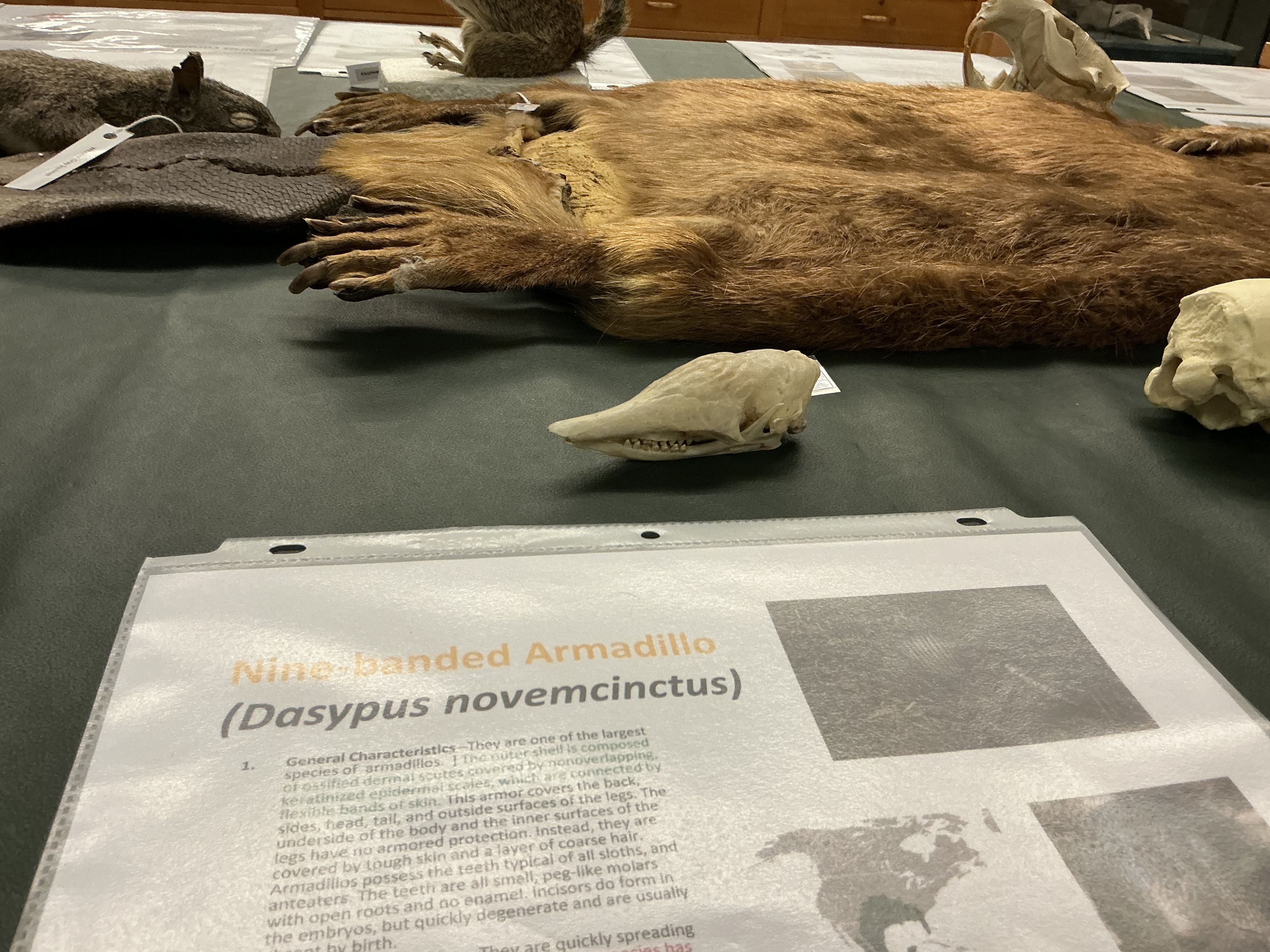 <p>What order are sloths, armadillo, and anteaters? What does it mean? Why do these animals have this name?</p>
