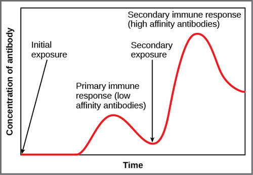 - At first exposure, it takes time for plasma cells to meet pathogen and clone
- At second exposure, memory cells can produce antibodies quickly as antigen is recognised